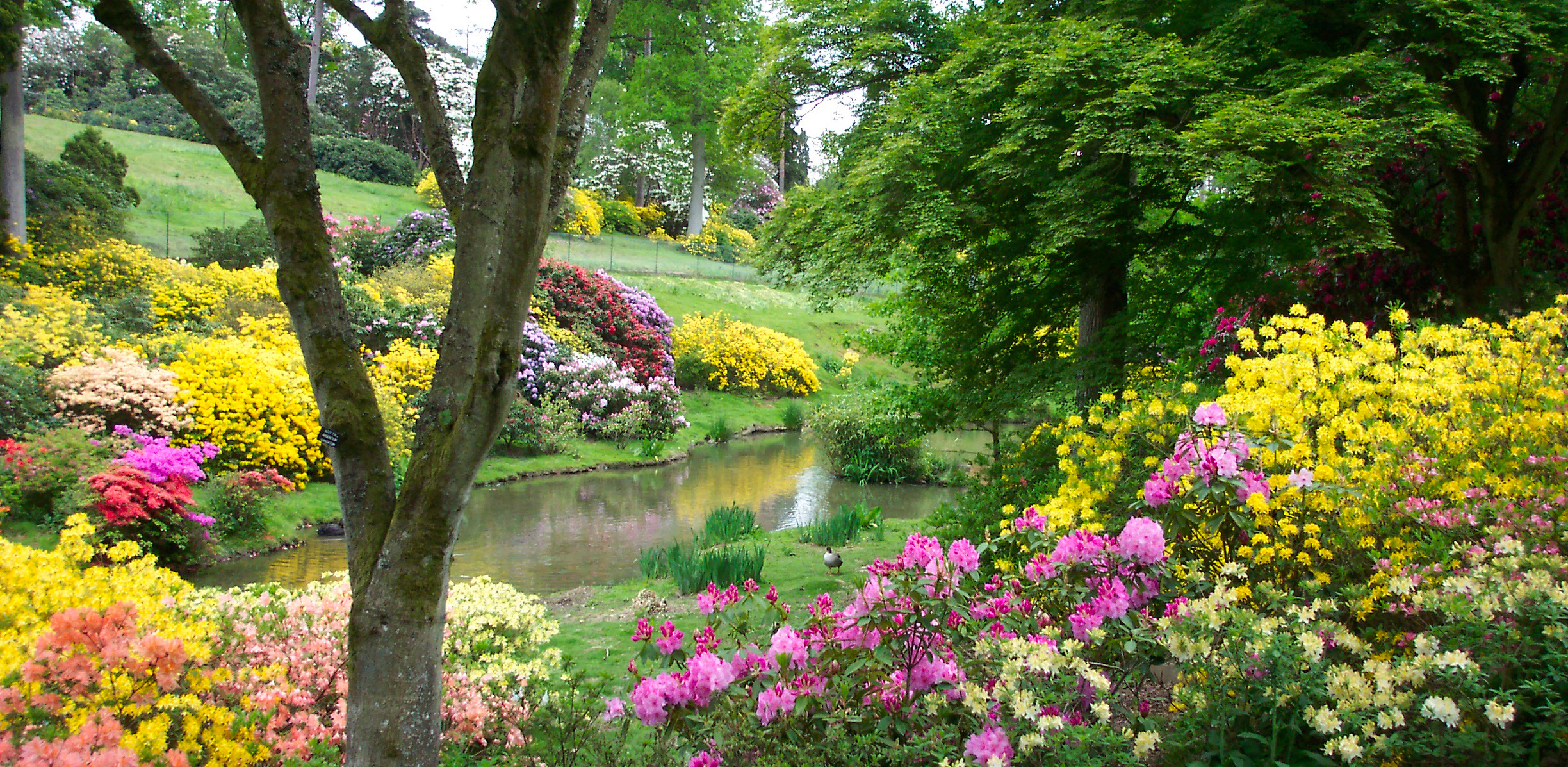 Leonardslee gardens ( )